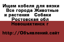 Ищем кобеля для вязки - Все города Животные и растения » Собаки   . Ростовская обл.,Новошахтинск г.